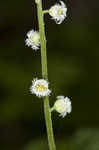 Miterwort